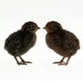 Midnight Velvet Quail Hatching Eggs – Premium Tibetan & Rosetta Coturnix Breeding Stock